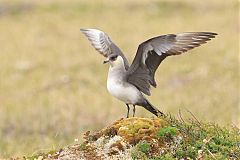 Parasitic Jaeger